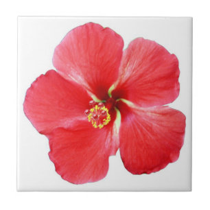 Rödhaj, Hibiscus, blommor Kakelplatta