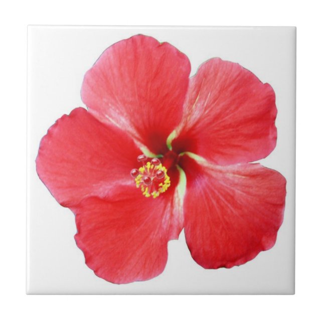 Rödhaj, Hibiscus, blommor Kakelplatta (Framsidan)