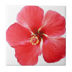 Rödhaj Hibiscus Flower Kakelplatta