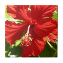 Rödhaj Hibiscus Flower