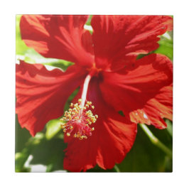 Rödhaj Hibiscus Flower Kakelplatta