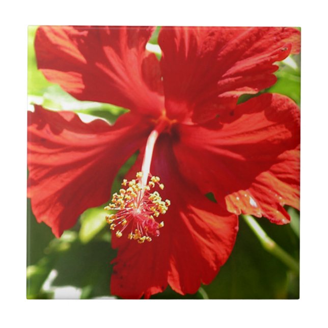 Rödhaj Hibiscus Flower Kakelplatta (Framsidan)