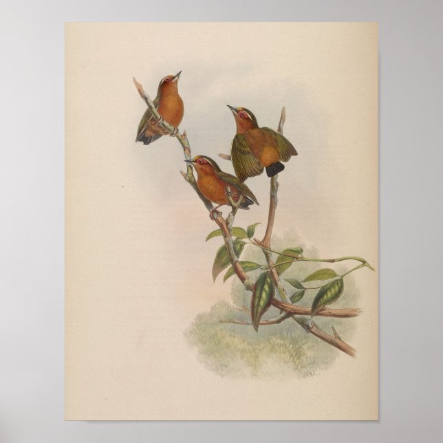 Rödhakad hackspett av John Gould Tryck (Framsidan)