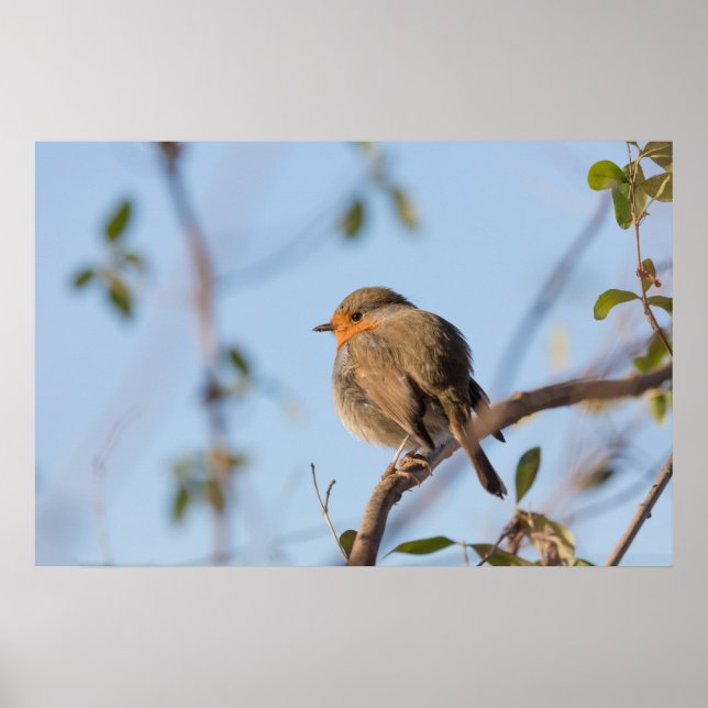 Rödhake Natur Foto Poster (Framsidan)
