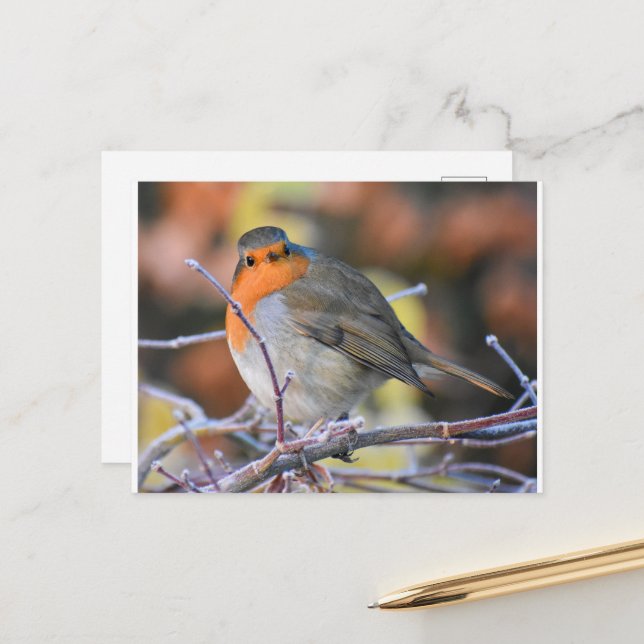 Rödhake På En Frostig Kvists  Vykort (Fram/Back In Situ)