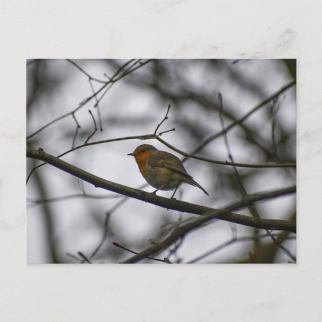 Rödhake  vykort (Framsida)