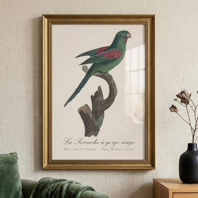 Rödhalsad parakit  fototryck (Orange-Chinned Parakeet, Brotogeris jugularis. Photo Print )