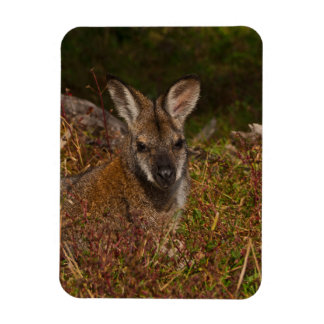 Rödhalsad plånbok magnet