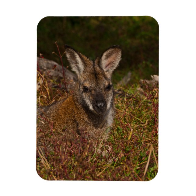 Rödhalsad plånbok magnet (Vertikal)