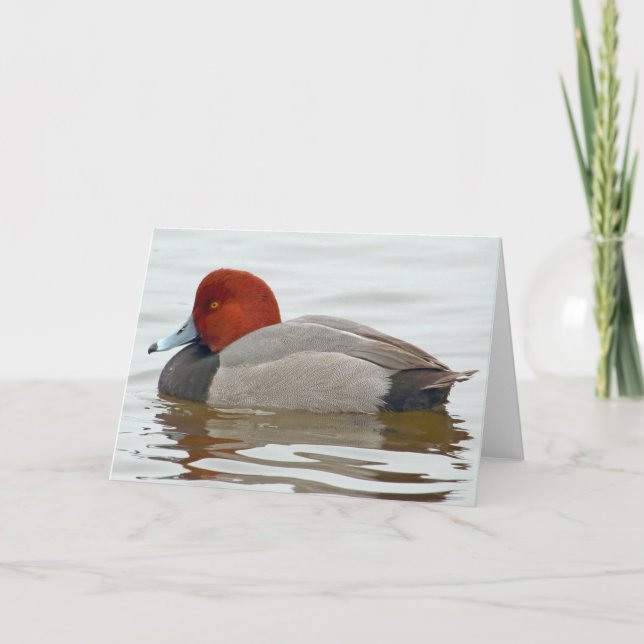 Rödhårig Anka Drake Kort (Framsida)
