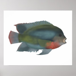 Rödhårig Cichlid Poster