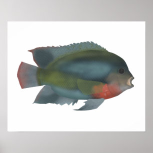 Rödhårig Cichlid Poster