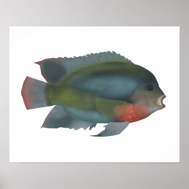 Rödhårig Cichlid Poster (Framsidan)