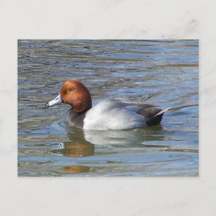 Rödhårig Drake Vykort