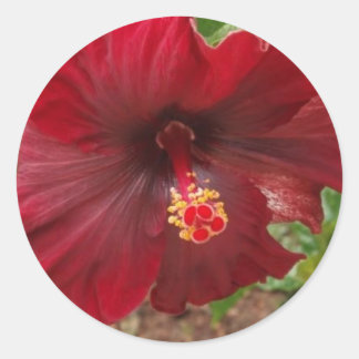 rödhawaii hibiscus runt klistermärke