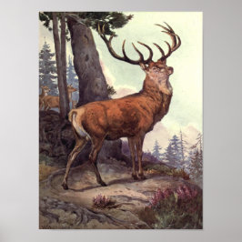 Rödhjort av Winifred Austen, Vintage Wild Animals Poster