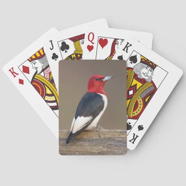 Rödhuvad hackspett på staket casinokort (Baksidan)