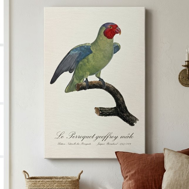 Rödkind papegoja, Geoffroyus geoffroyi Canvastryck (Male Red-Cheeked Parrot, Geoffroyus geoffroyi. Canvas Print)