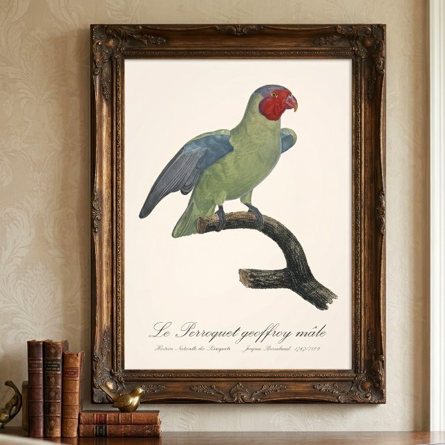 Rödkind papegoja, Geoffroyus geoffroyi Fototryck (Male Red-Cheeked Parrot, Geoffroyus geoffroyi. Photo Print)