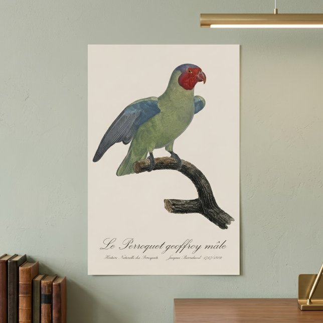 Rödkind papegoja, Geoffroyus geoffroyi Poster (Male Red-Cheeked Parrot, Geoffroyus geoffroyi. Poster)