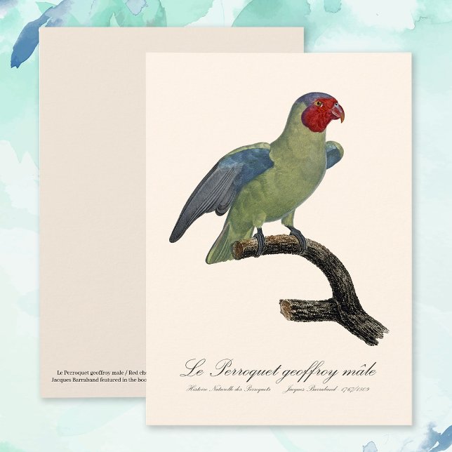 Rödkind papegoja, Geoffroyus geoffroyi Tack Kort (Male Red-Cheeked Parrot, Geoffroyus geoffroyi. Thank You Card)