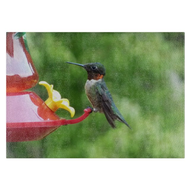 Rödkindad kolibri fågelfotografering (Framsidan)