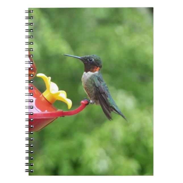 Rödkindad kolibri fågelfotografering anteckningsbok (Framsidan)