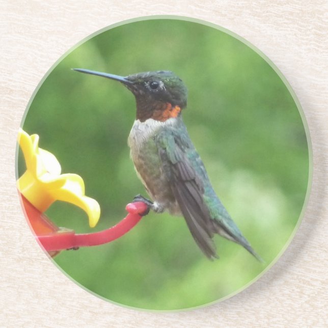 Rödkindad kolibri fågelfotografering underlägg (Framsidan)