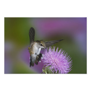 Rödkindad kolibri under flykt vid tistel fototryck