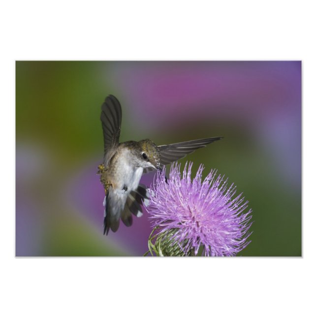 Rödkindad kolibri under flykt vid tistel fototryck (Framsidan)