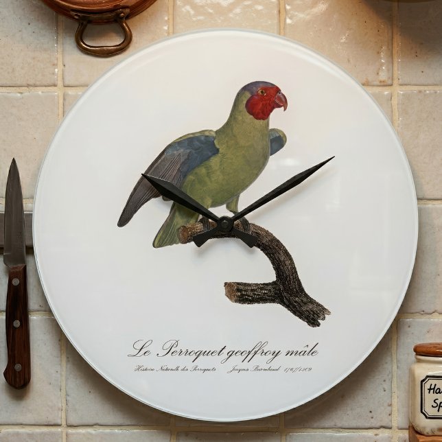 Rödkindad papegoja, Geoffroyus geoffroyi Stor Klocka (Male Red-Cheeked Parrot, Geoffroyus geoffroyi. Large Clock )
