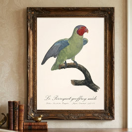 Rödkindad parakit hane / Rödkindad papegoja  Fototryck