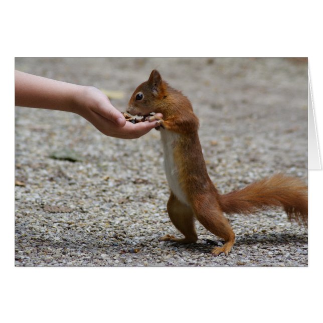 Rödkorv Hälsningskort (Framsidan Horizontal)