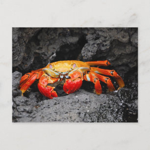 Rödkrabba (Grapsus grapsus) Vykort