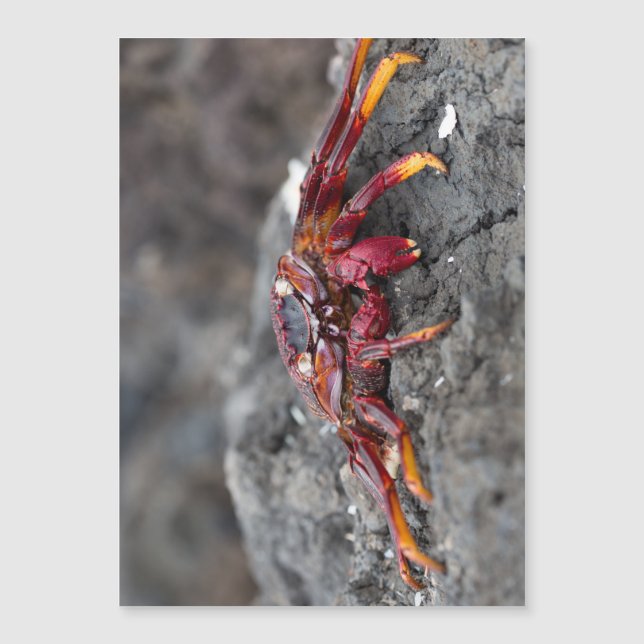 Rödkrabba sten (Framsida)