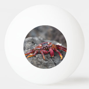 Rödkrabba sten pingisboll