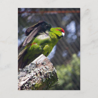 Rödkröd parakeet vykort