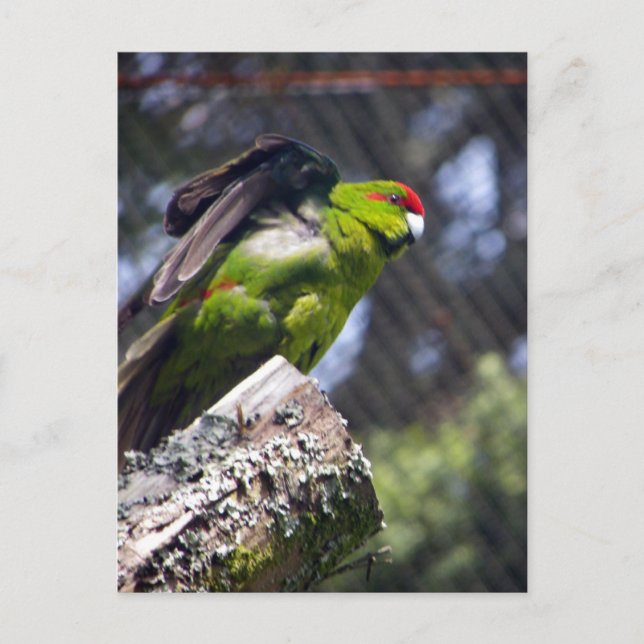 Rödkröd parakeet vykort (Framsida)