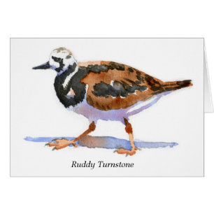 Rödlätt Turnstone OBS Kort