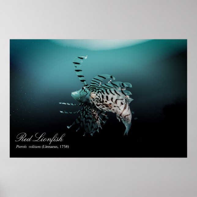 Rödlionfisk (Pterois volitans ,Linnaeus, 1758) Poster (Framsidan)