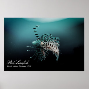 Rödlionfisk (Pterois volitans ,Linnaeus, 1758) Poster