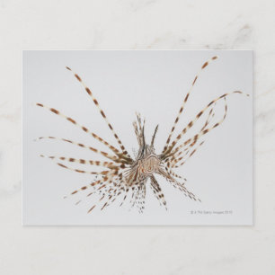 Rödlionfisk (Pterois volitans) Vykort