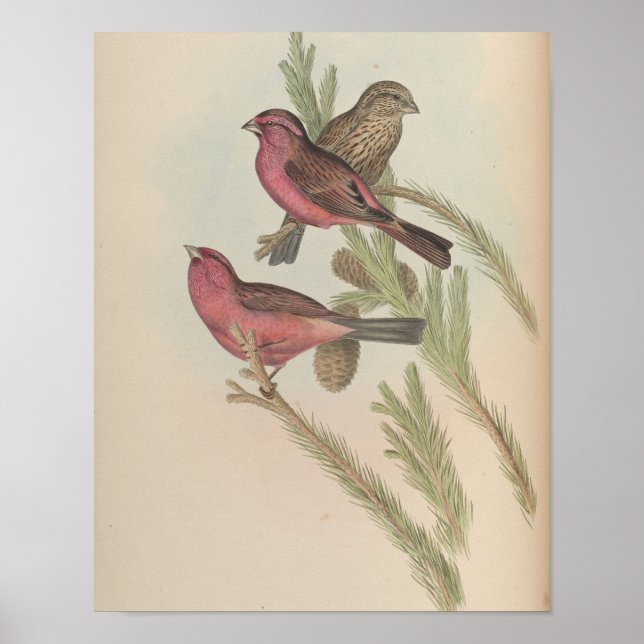 Rödmantlad fink av John Gould tryck (Framsidan)