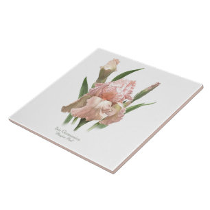 Rodna rosa Iris Kakelplatta
