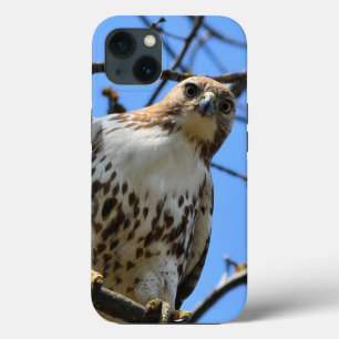 Rödnäbbad hök, Apple iPhone 13 fodral