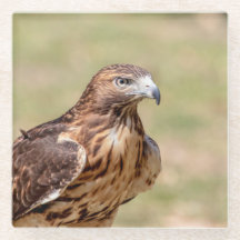 Rödnäbbad hök i Hudson Valley