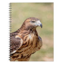 Rödnäbbad hök i Hudson Valley