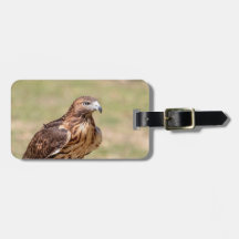 Rödnäbbad hök i Hudson Valley