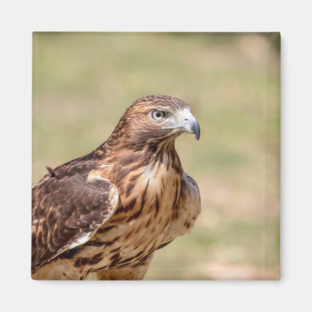 Rödnäbbad hök i Hudson Valley Magnet (Framsidan)