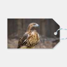 Rödnäbbad hök i Hudson Valley